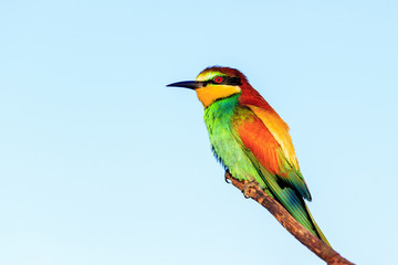 Fototapeta premium colored bird sits on a branch