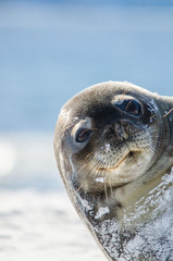 Antartica ou Antartida © joaopaulo