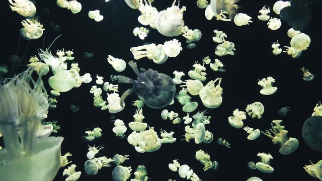 Jellyfish tank