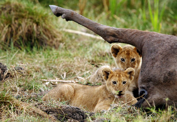 lion cubs near the carcass of Wildebeest