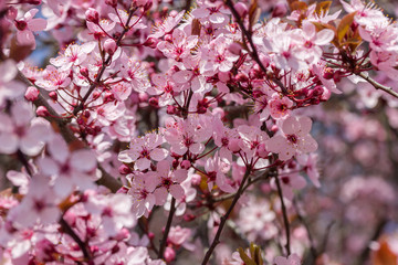 Rosa Kirschblüte (Japanische Kirschblüte) bei schönem sonnigen Wetter