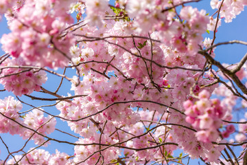Rosa Kirschblüte (Japanische Kirschblüte) bei schönem sonnigen Wetter