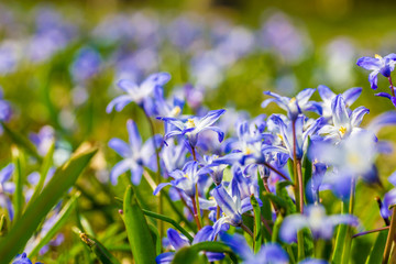 Gewöhnliche Sternhyazinthe (Chionodoxa luciliae) im Frühling auf einer Wiese