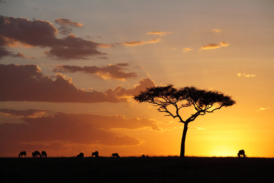 Beautiful sunset  and silhouette of wildebeests grazing 