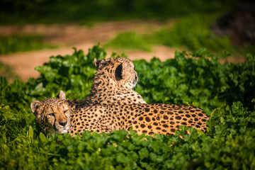 Two Beautiful Cheetah's Resting and Sunbathing