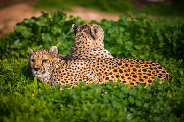 Two Beautiful Cheetah's Resting and Sunbathing