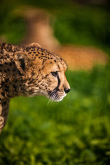 Portrait of wild Cheetah