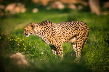 Fototapeta na wymiar Beautiful Wild Cheetah, Close up