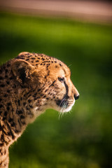 Portrait of wild Cheetah on Green Fields