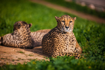 Naklejka na ściany i meble Two Beautiful Cheetah's Resting and Sunbathing