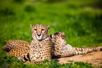 Fototapeta na wymiar Two Beautiful Cheetah's Resting and Sunbathing on Green Grass