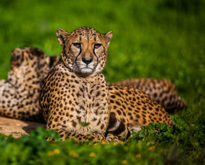Two Beautiful Cheetah's Resting and Sunbathing