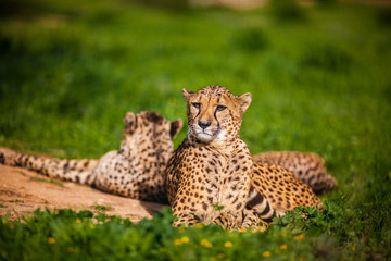 Fototapeta na wymiar Two Beautiful Cheetah's Resting and Sunbathing