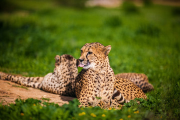 Fototapeta na wymiar Two Beautiful Cheetah's Resting and Sunbathing