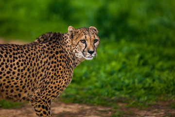 Beautiful Wild Cheetah, Close up