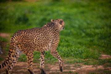Beautiful Wild Cheetah, Close up