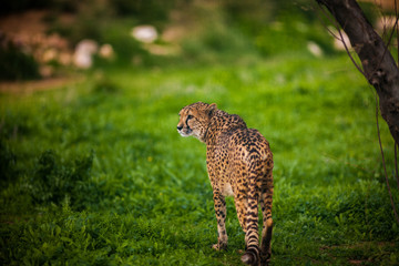Beautiful Wild Cheetah, Close up