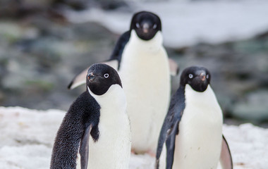 Antartica ou Antartida