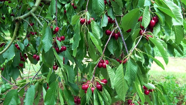 viele rote reife S&uuml;&szlig;kirschen an einem Baum