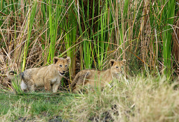 Lions cubs in the grasses