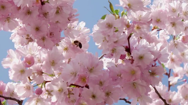 Rosa Kirschbl&uuml;te (Japanische Kirschbl&uuml;te) bei sch&ouml;nem sonnigen Wetter und einige Bienen