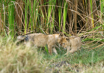Lion cubs playing in the grasses of Masai Mara