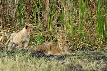 Lion cubs in the Savannah grasses