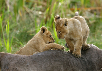 Lion cubs on wildebeest kill