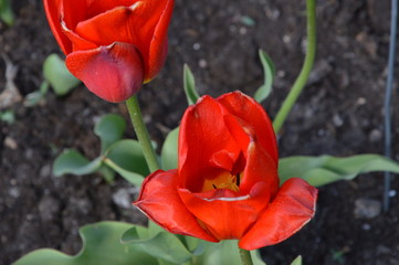 Vilnius Botanical Garden 