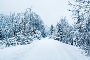 Snow landscape, Tarvisio