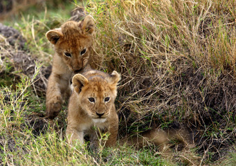 Lion cubs coming out of grasses, Masai Mara