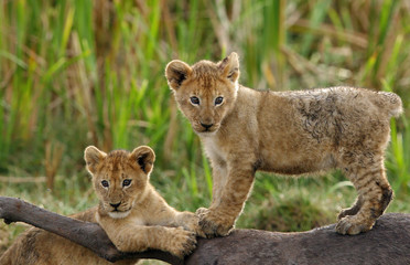 Lion cubs on wildebeest carcass