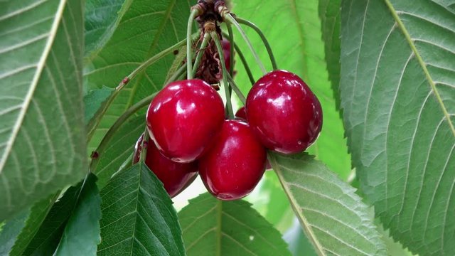 viele rote reife S&uuml;&szlig;kirschen an einem Baum