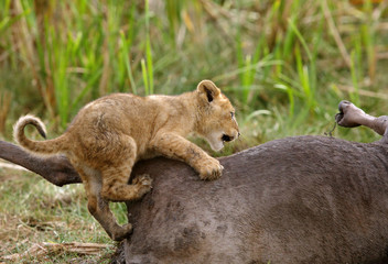 Lion cub trying to climb on wildebeest carcass