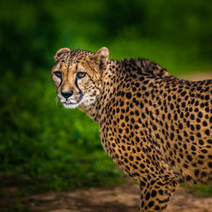 Beautiful Wild Cheetah, Close up