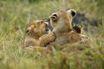 Lion cubs playing in the Savanah, Masai Mara