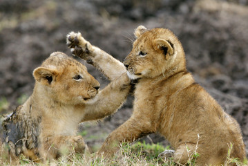 Lion cubs playing
