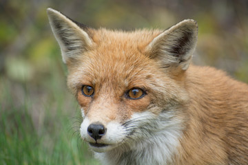 Fox