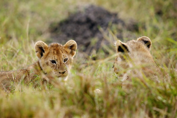 Lion cubs relaxing in the grasses, Masai Mara