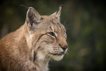 Lynx