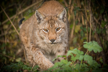 Lynx