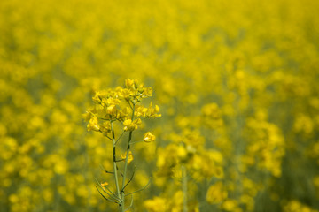 Obraz premium Rapeseed flower