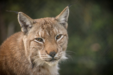 Naklejka premium Ryś