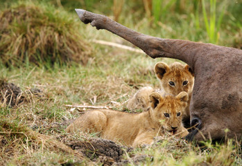 Lion cubs near a wildebeest carcass