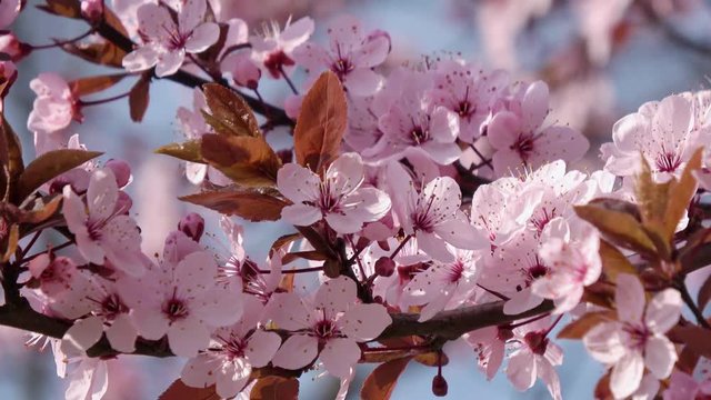 Rosa Kirschbl&uuml;te (Japanische Kirschbl&uuml;te) bei sch&ouml;nem sonnigen Wetter