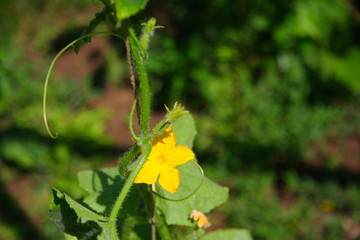 cucumber flower