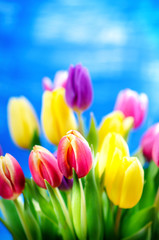 Colorful tulip flowers on a blue background with a copy space for a text. Top of view. Natural background. Valentines gift and celebration concept.