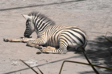 Fototapeta na wymiar Primo piano di una giovane zebra che riposa sdraiata per terra sotto il sole