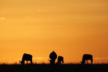 Wildebeests grazing during dramatic sunset