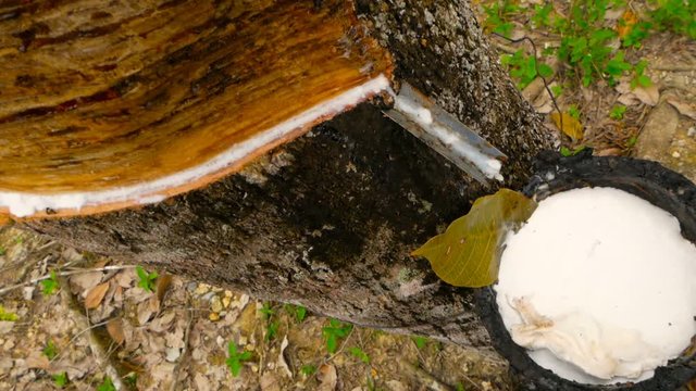 Plantation for the extraction of natural latex from rubber trees.
